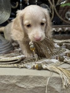 Creme of the Crop Miniature Dachshunds Selah 6