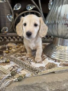 Creme of the Crop Miniature Dachshunds - Shatzie 1