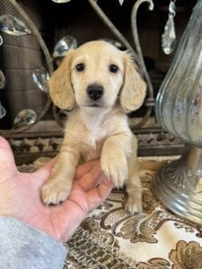 Creme of the Crop Miniature Dachshunds - Shatzie 3