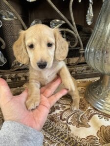 Creme of the Crop Miniature Dachshunds - Shatzie 4