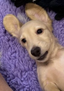 Creme of the Crop Miniature Dachshunds - Shatzie 6