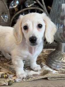 Creme of the Crop Miniature Dachshunds Skye