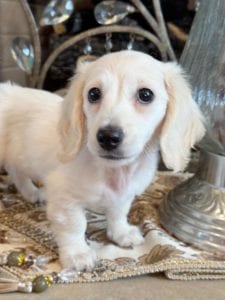 Creme of the Crop Miniature Dachshunds Skye 2