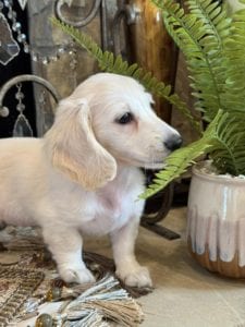 Creme of the Crop Miniature Dachshunds Skye 3