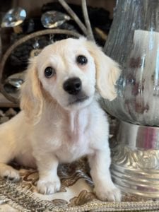 Creme of the Crop Miniature Dachshunds Skye 4