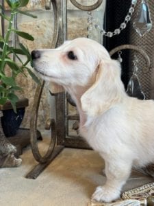 Creme of the Crop Miniature Dachshunds Skye 5