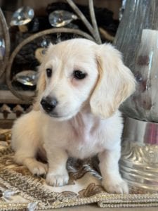 Creme of the Crop Miniature Dachshunds Skye 6