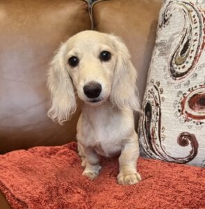 Creme of the Crop Miniature Dachshunds - Sully 1