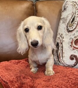 Creme of the Crop Miniature Dachshunds - Sully 2