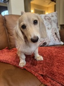 Creme of the Crop Miniature Dachshunds - Sully 3