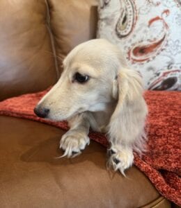 Creme of the Crop Miniature Dachshunds - Sully 4