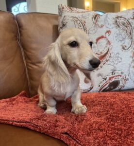 Creme of the Crop Miniature Dachshunds - Sully 5