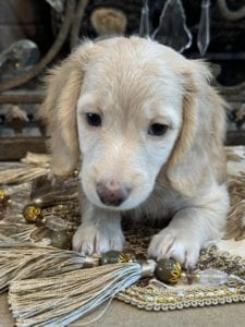 Creme of the Crop Miniature Dachshunds Sunny 1