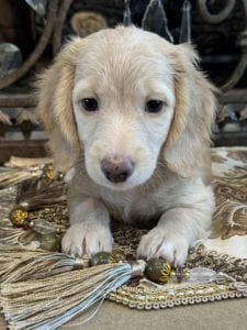 Creme of the Crop Miniature Dachshunds Sunny 2