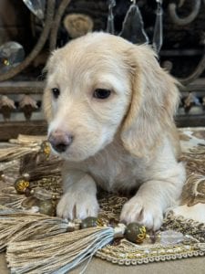 Creme of the Crop Miniature Dachshunds Sunny 3