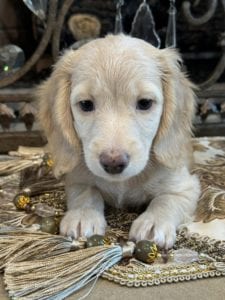 Creme of the Crop Miniature Dachshunds Sunny 4