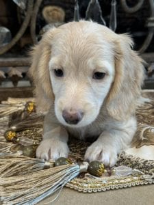 Creme of the Crop Miniature Dachshunds Sunny 5