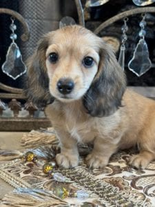 Creme of the Crop Miniature Dachshunds Tater 1