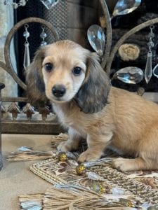 Creme of the Crop Miniature Dachshunds Tater 3