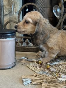 Creme of the Crop Miniature Dachshunds Tater 4