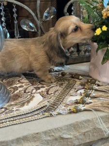 Creme of the Crop Miniature Dachshunds Tater 5