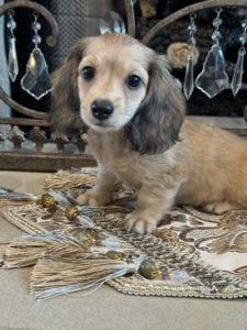 Creme of the Crop Miniature Dachshunds Tater 6