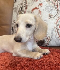 Creme of the Crop Miniature Dachshunds - Truly 1