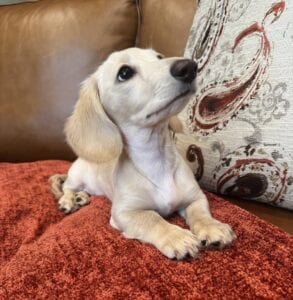 Creme of the Crop Miniature Dachshunds - Truly 2