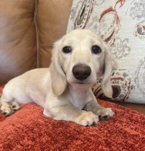 Creme of the Crop Miniature Dachshunds - Truly 3