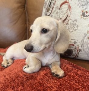 Creme of the Crop Miniature Dachshunds - Truly 4