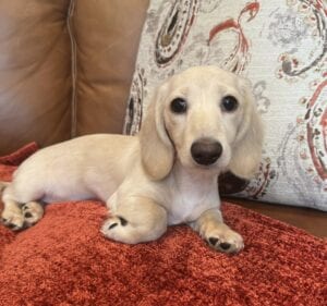 Creme of the Crop Miniature Dachshunds - Truly 5