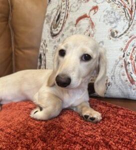 Creme of the Crop Miniature Dachshunds - Truly 6