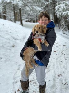 Creme of the Crop Miniature Dachshunds Cream Puppy Milo