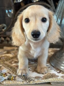 Creme of the Crop Miniature Dachshunds Breeder - Vance 1