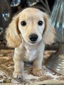 Creme of the Crop Miniature Dachshunds Breeder - Vance 2