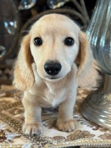 Creme of the Crop Miniature Dachshunds Breeder - Vance 3