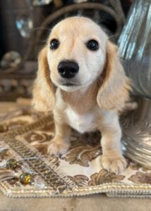 Creme of the Crop Miniature Dachshunds Breeder - Vance 4