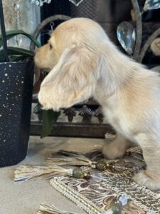 Creme of the Crop Miniature Dachshunds Breeder - Vance 5