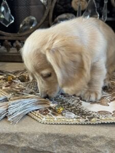 Creme of the Crop Miniature Dachshunds Breeder - Vance 6