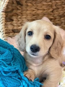 Crème of the Crop Dachshunds English Cream Miniature Dachshund Breeder Versace Rose