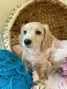 Crème of the Crop Dachshunds English Cream Miniature Dachshund Breeder Versace Rose 3