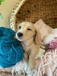 Crème of the Crop Dachshunds English Cream Miniature Dachshund Breeder Versace Rose 4