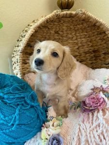 Crème of the Crop Dachshunds English Cream Miniature Dachshund Breeder Versace Rose 7