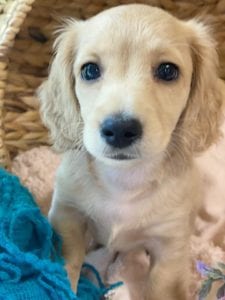 Crème of the Crop Dachshunds English Cream Miniature Dachshund Breeder Versace Rose 8