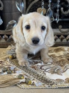 Creme of the Crop Miniature English Cream Dachshund Puppy - Waffles 3