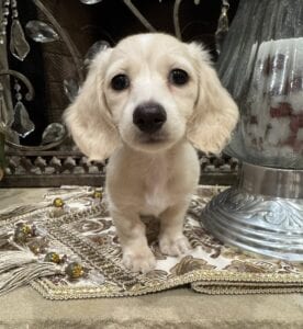 Creme of the Crop Miniature Dachshunds - Whisper