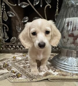 Creme of the Crop Miniature Dachshunds - Whisper 2