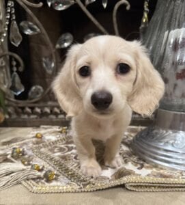 Creme of the Crop Miniature Dachshunds - Whisper 3