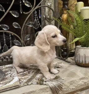 Creme of the Crop Miniature Dachshunds - Whisper 4