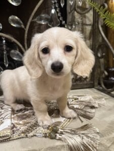 Creme of the Crop Miniature Dachshunds - Whisper 5